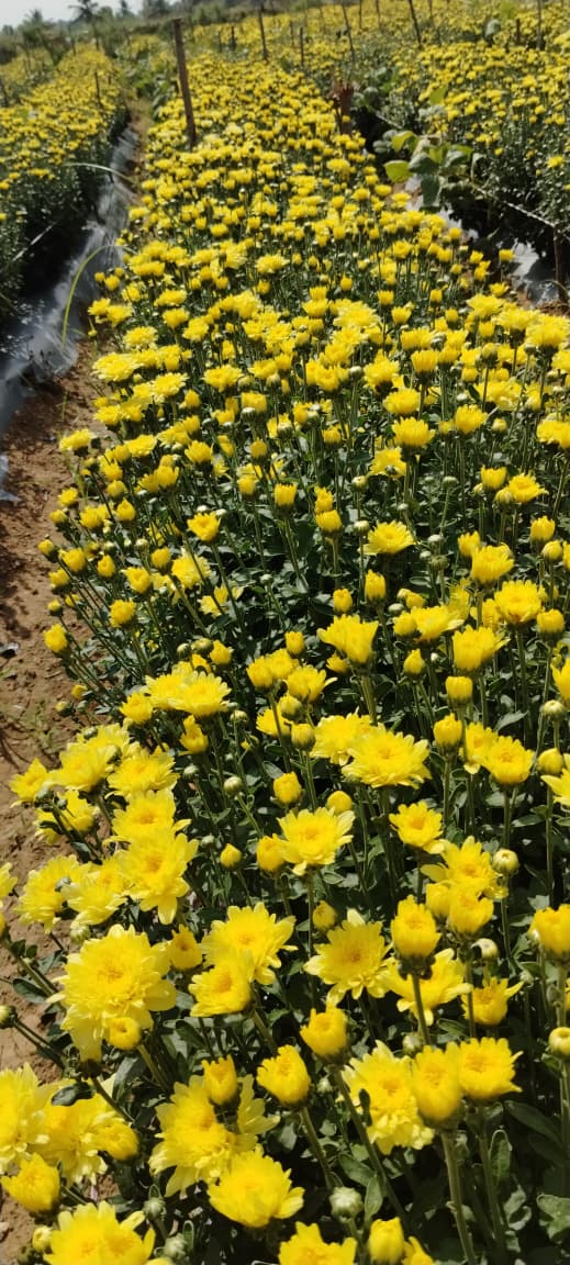 Customer Interaction