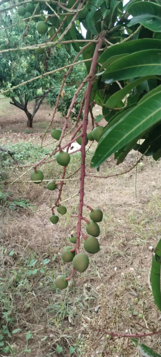 Farmers Using Our Products